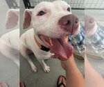 Small #5 American Pit Bull Terrier Mix