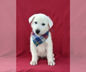 German Shepherd Dog Puppy for sale in PEACH BOTTOM, PA, USA