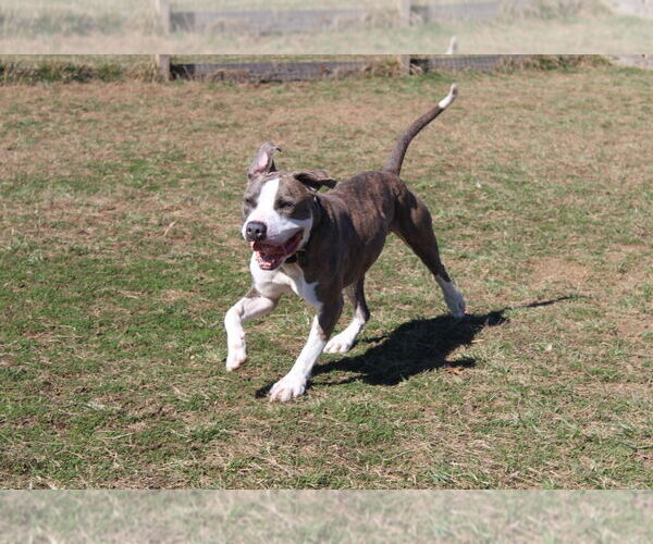 Medium Photo #16 Mutt Puppy For Sale in Chestertown, MD, USA