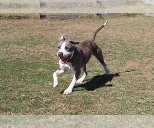 Chubbs - Male Mutt Dog for Adoption - Photo #16