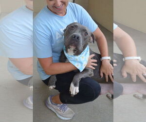 American Pit Bull Terrier-Unknown Mix Dogs for adoption in McKinney, TX, USA