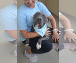 Small American Pit Bull Terrier Mix