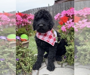 Goldendoodle Puppy for sale in AUBURN, IN, USA
