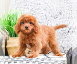 Small Photo #14 Cavapoo Puppy For Sale in SYRACUSE, IN, USA