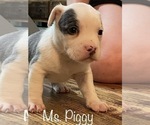 Small Photo #5 American Bully Puppy For Sale in LA VERNIA, TX, USA