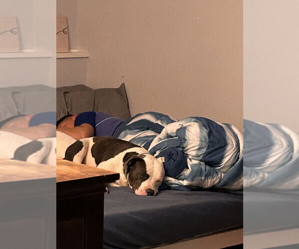 Medium Photo #2 American Pit Bull Terrier-Unknown Mix Puppy For Sale in Brewster, NY, USA