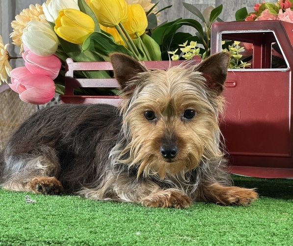 Medium Photo #1 Yorkshire Terrier Puppy For Sale in CANOGA, NY, USA