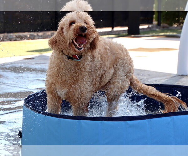 Medium Photo #7 Goldendoodle Puppy For Sale in Glendale , AZ, USA