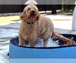 Small #6 Goldendoodle