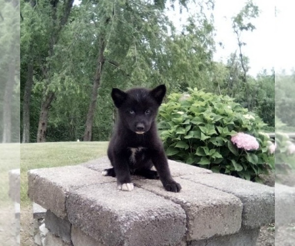 Medium Photo #1 Pomsky Puppy For Sale in FREDERICKSBURG, OH, USA