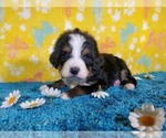 Puppy Bmw Bernedoodle