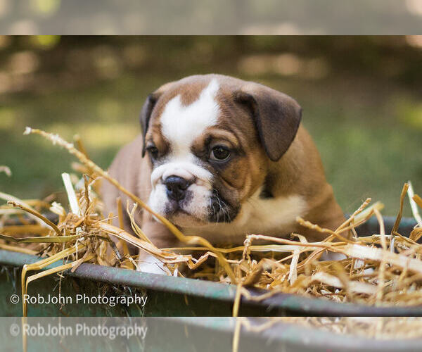 Medium Photo #33 Bulldog Puppy For Sale in STRAFFORD, MO, USA