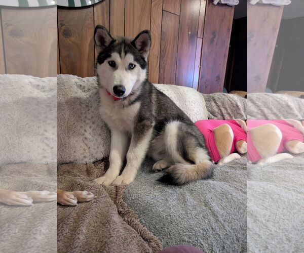 Medium Photo #5 Siberian Husky-Unknown Mix Puppy For Sale in Aurora, CO, USA