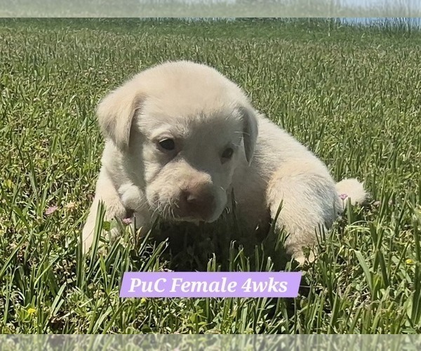 Medium Photo #114 Labrador Retriever Puppy For Sale in EDGEWOOD, TX, USA