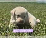 Small Photo #114 Labrador Retriever Puppy For Sale in EDGEWOOD, TX, USA
