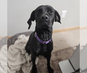 Jumanji - Female Labrador Retriever-Unknown Mix Dog for Adoption - Photo #3
