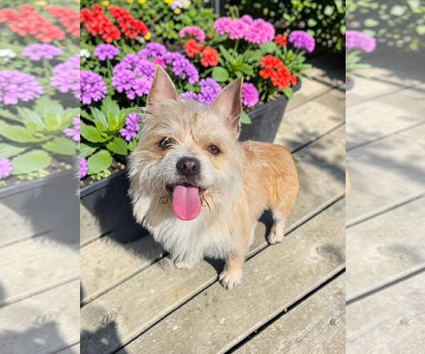 Medium Photo #6 Mutt Puppy For Sale in McKinney, TX, USA