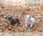 Small Photo #10 Olde English Bulldogge Puppy For Sale in LANCASTER, SC, USA