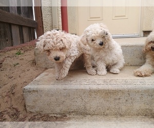 Poodle (Toy) Puppy for sale in SEASIDE, CA, USA