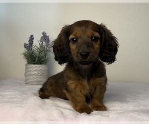 Dachshund Puppy for sale in FRANKLIN, IN, USA