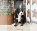 Puppy Bentley Bernedoodle (Miniature)