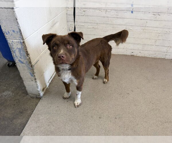 Medium Photo #1 Australian Shepherd-Unknown Mix Puppy For Sale in San Bernardino, CA, USA