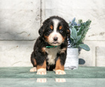 Small #2 Bernese Mountain Dog