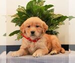 Small Photo #5 Golden Retriever Puppy For Sale in LITITZ, PA, USA