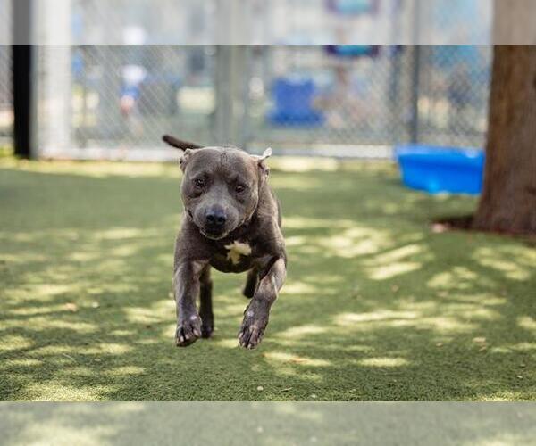 Medium Photo #5 American Pit Bull Terrier Puppy For Sale in Orlando, FL, USA