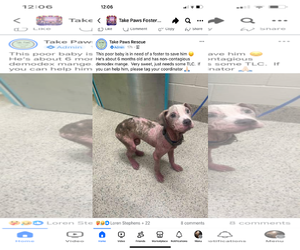 American Pit Bull Terrier-Unknown Mix Dogs for adoption in New Orleans, LA, USA