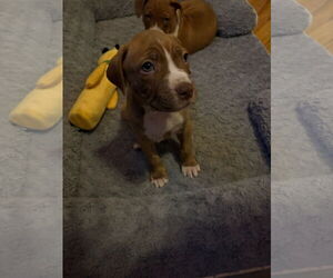 Bulldog-Unknown Mix Dogs for adoption in Crete, IL, USA