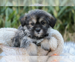 Schnau-Tzu Puppy for sale in SYRACUSE, IN, USA