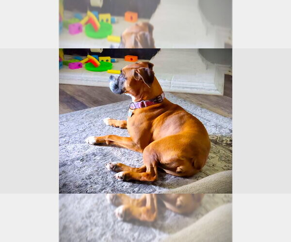 Medium Photo #1 Boxer Puppy For Sale in Austin, TX, USA