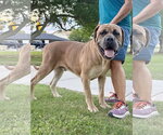Small #1 Mastiff