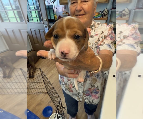 Medium Photo #8 Dachshund Puppy For Sale in ASHLAND, NE, USA