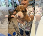 Puppy Patches Dachshund