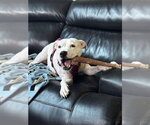 Small #7 American Staffordshire Terrier Mix