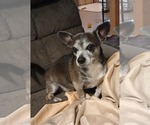 Small Photo #2 Chihuahua-Unknown Mix Puppy For Sale in Visalia, CA, USA