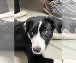 Small #10 Border Collie