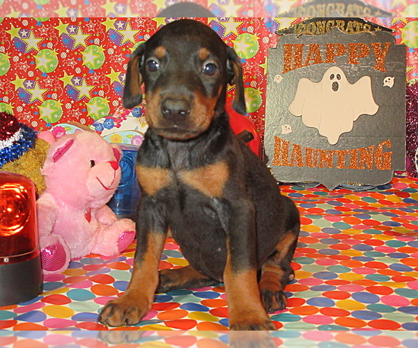 Medium Photo #8 Doberman Pinscher Puppy For Sale in LONDON, KY, USA