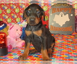 Small #7 Doberman Pinscher
