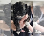 Puppy Sara Zuchon