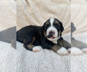 Bernedoodle Puppy for sale in GREENWOOD, IN, USA