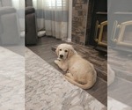 Small #4 Golden Retriever