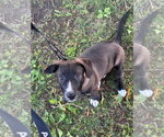 Small #2 Mutt