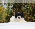 Small #39 ShihPoo