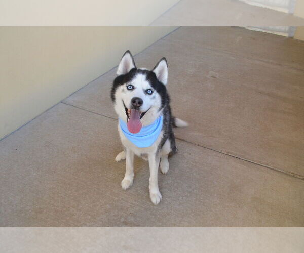 Medium Photo #2 Siberian Husky-Unknown Mix Puppy For Sale in McKinney, TX, USA
