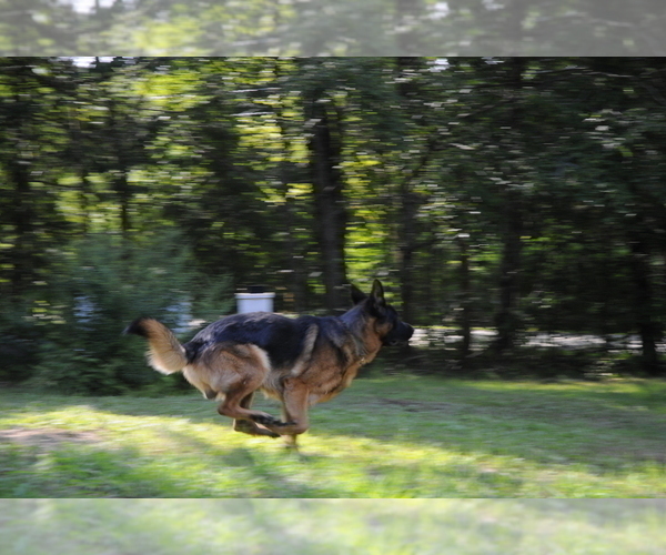 Medium Photo #2 German Shepherd Dog Puppy For Sale in NORTHWOOD, NH, USA