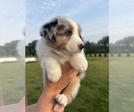 Small Photo #9 Australian Shepherd Puppy For Sale in NILES, MI, USA