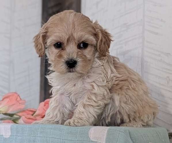 Medium Photo #15 Cockapoo (Toy) Puppy For Sale in GOSHEN, IN, USA